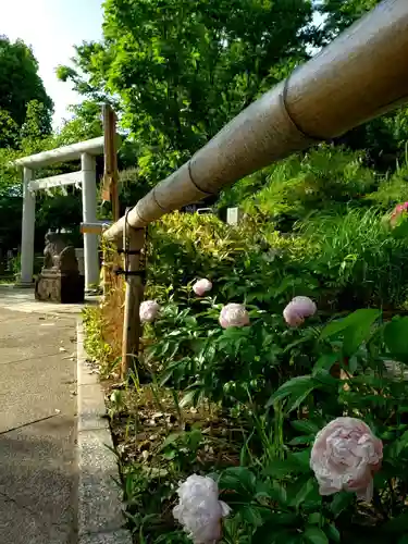 鳩森八幡神社の自然