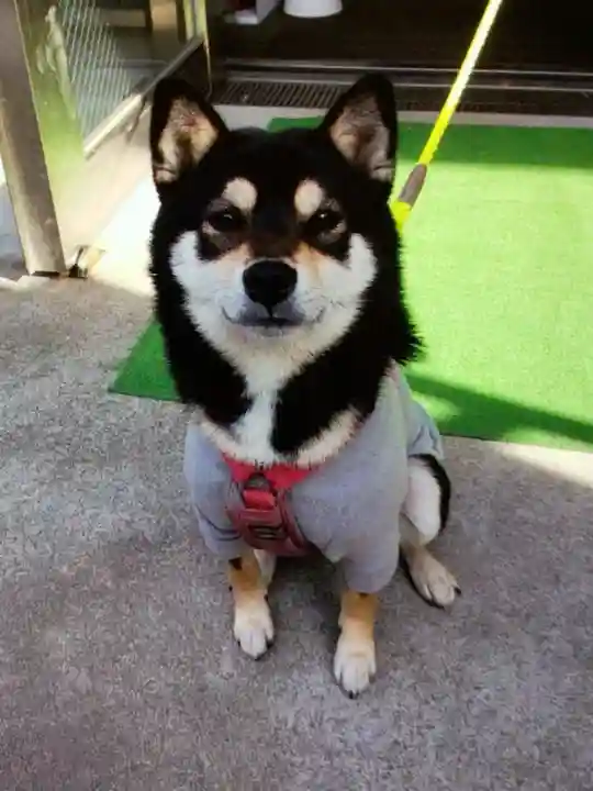 【閉業】小石川大神宮(東京都)
