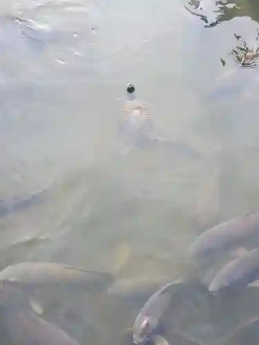 忍　諏訪神社・東照宮　の動物