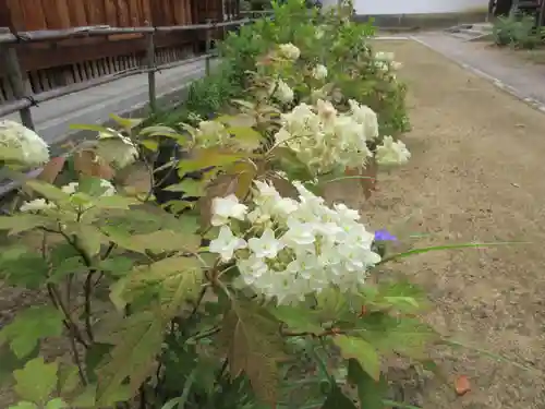 野中寺の庭園