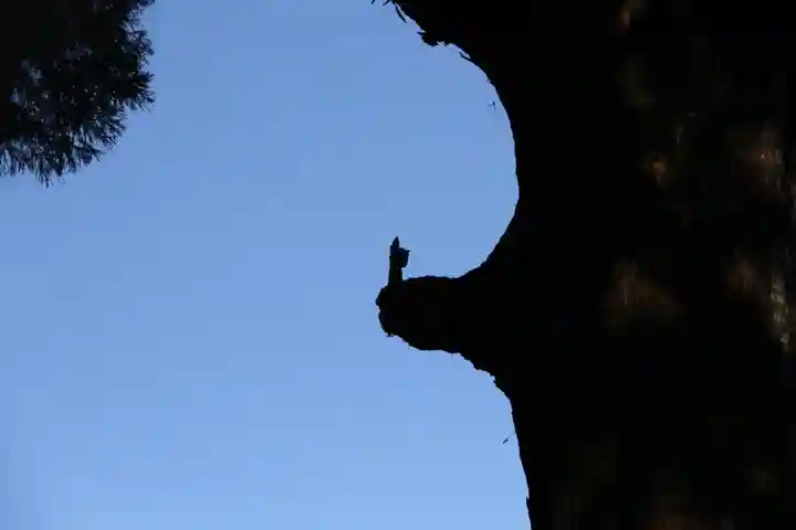 霧島神宮の自然