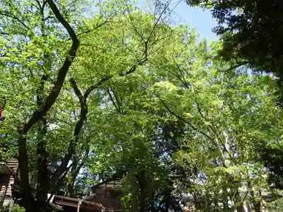 春日神社の自然
