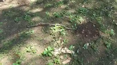 酒門神社(茨城県)
