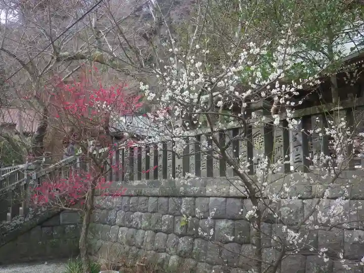 御霊神社の自然