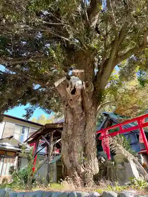 西森稲荷大明神(神奈川県)