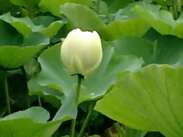 旗上弁財天社の自然