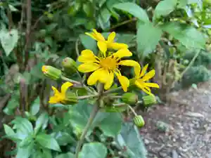 普門寺(切り絵御朱印発祥の寺)の自然(2020年10月23日(金) 22時39分48秒投稿)