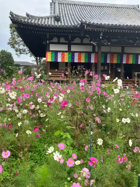 般若寺 ❁コスモス寺❁(奈良県)