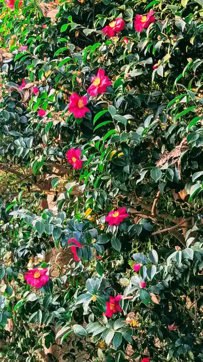 前原御嶽神社の自然