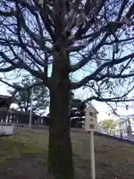 佐佳枝廼社(福井県)