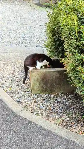 白金氷川神社の動物