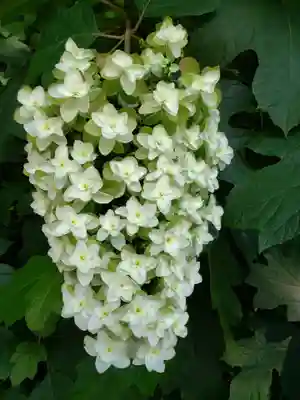 阿佐ヶ谷神明宮(東京都)