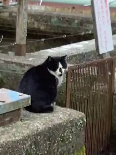 聖寳寺の動物