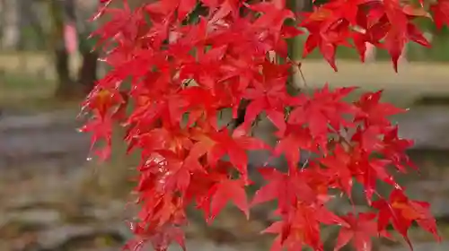 賀茂別雷神社（上賀茂神社）の自然