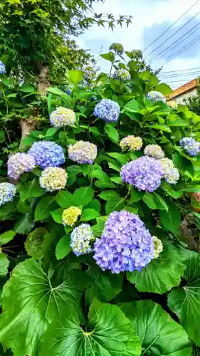 鎮守氷川神社の自然