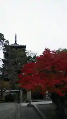 東寺(教王護国寺)の塔