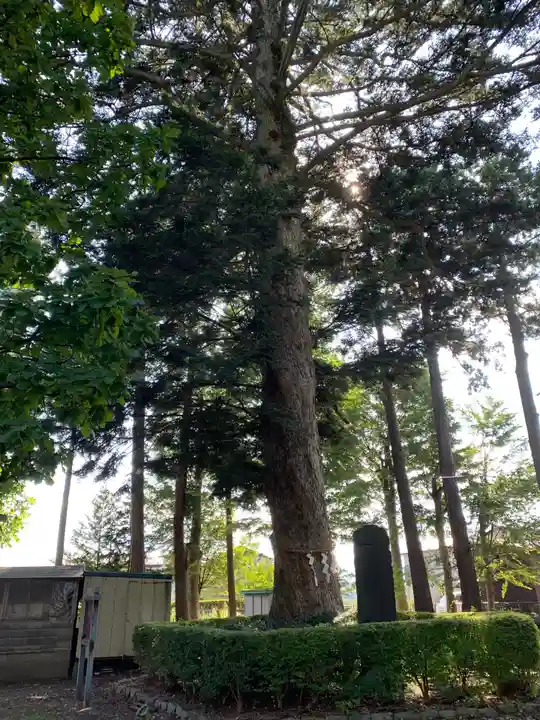 大宮神社の自然