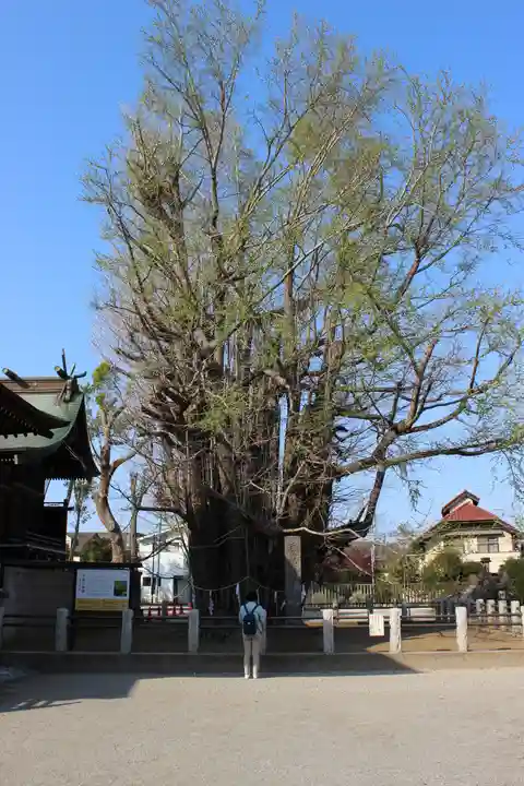 葛飾八幡宮(千葉県)