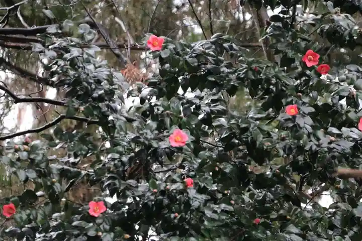阿久津「田村神社」(郡山市阿久津町)旧社名:伊豆箱根三嶋三社の自然