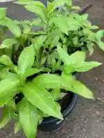 總社 和田八幡宮の芸術