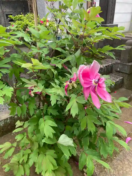 聖輪寺(東京都)