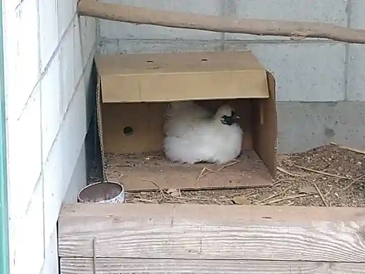 阿智神社の動物