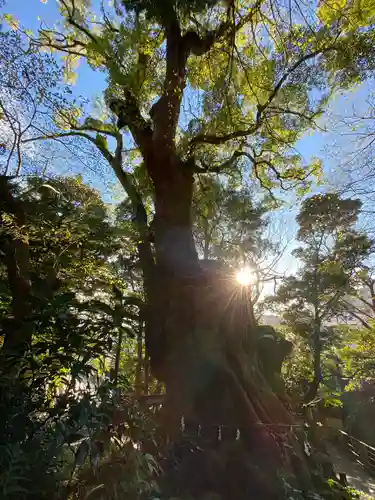 來宮神社の自然