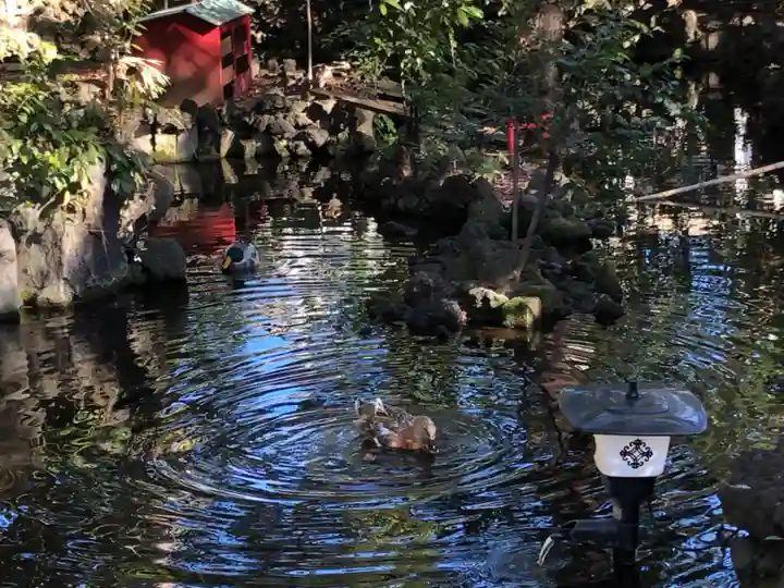 世田谷八幡宮の動物