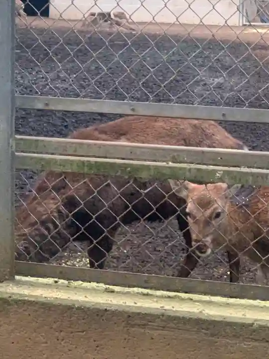 鹿島神宮の動物