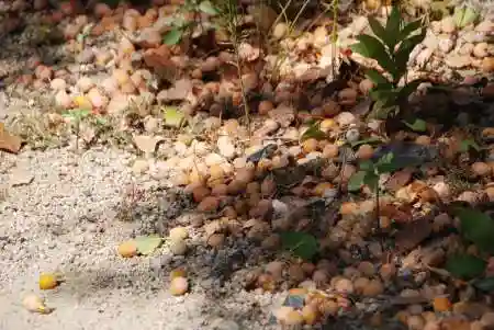 白崎神社(山口県)