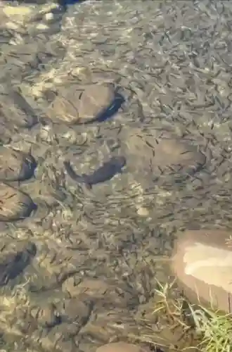 澄合厳島神社(広島県)