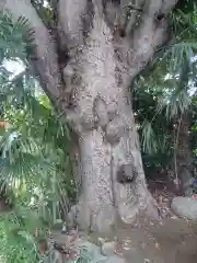 意富比神社の自然