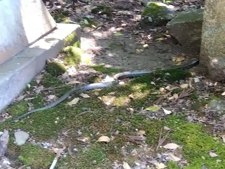 岡太神社・大瀧神社(福井県)