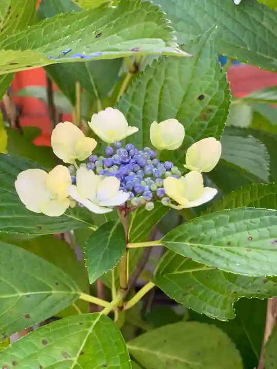 平安神宮の自然
