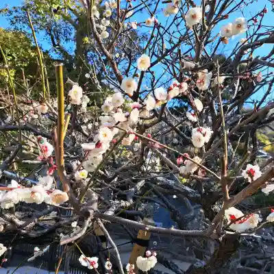円覚寺の{uncategorized: "未分類", other: "その他", undefined: "問題あり", building: "その他建物", grave: "お墓", sacred_gate: "鳥居", guardian: "狛犬", statue: "像", buddha: "仏像", history: "歴史", nature: "自然", garden: "庭園", animal: "動物", pagoda: "塔", temizu: "手水舎", mountain_gate: "山門・神門", sanctuary: "本殿・本堂", subordinate: "末社・摂社", art: "芸術", scenery: "景色", jizo: "地蔵", ema: "絵馬", goshuin: "御朱印", omikuji: "おみくじ", items: "授与品その他", amulet: "お守り", goshuincho: "御朱印帳", eats: "食事", festival: "お祭り", votive_dance: "神楽", shichigosan: "七五三参", wedding: "結婚式", experience: "体験その他", initially: "初詣", around: "周辺", anti_infection: "感染症対策"}
