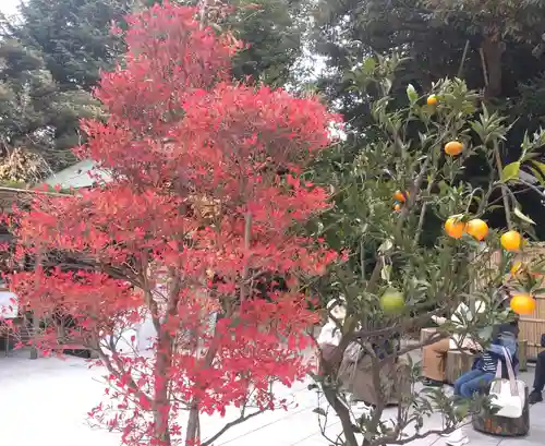 東京大神宮の自然