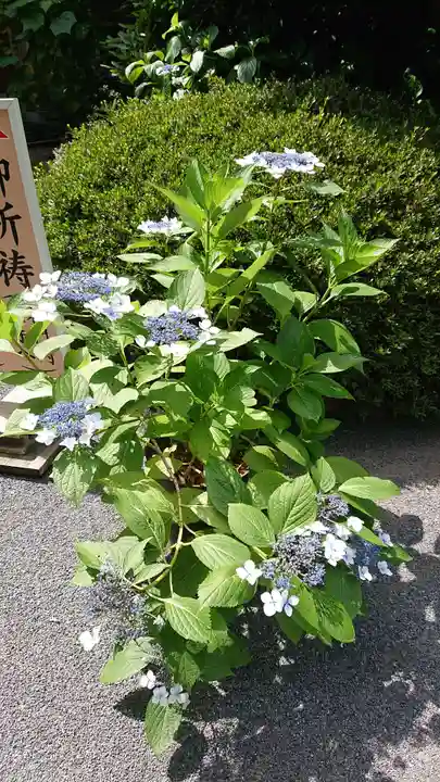 阿佐ヶ谷神明宮の自然