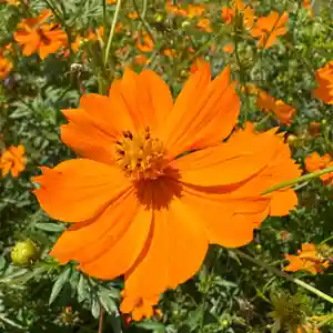 豊景神社(福島県)(2023年08月30日(水) 10時30分01秒投稿)