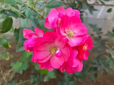 おふさ観音（観音寺）(奈良県)