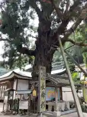 極楽寺の自然