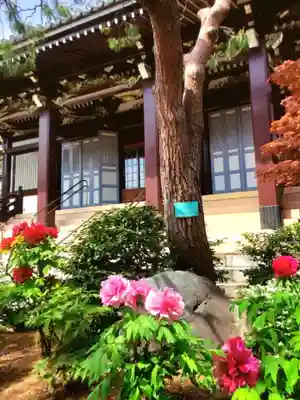 圓照寺(東京都)