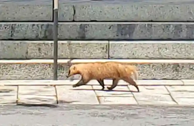 長等神社の動物