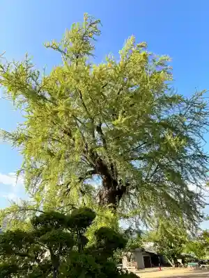 丹生酒殿神社の{uncategorized: "未分類", other: "その他", undefined: "問題あり", building: "その他建物", grave: "お墓", sacred_gate: "鳥居", guardian: "狛犬", statue: "像", buddha: "仏像", history: "歴史", nature: "自然", garden: "庭園", animal: "動物", pagoda: "塔", temizu: "手水舎", mountain_gate: "山門・神門", sanctuary: "本殿・本堂", subordinate: "末社・摂社", art: "芸術", scenery: "景色", jizo: "地蔵", ema: "絵馬", goshuin: "御朱印", omikuji: "おみくじ", items: "授与品その他", amulet: "お守り", goshuincho: "御朱印帳", eats: "食事", festival: "お祭り", votive_dance: "神楽", shichigosan: "七五三参", wedding: "結婚式", experience: "体験その他", initially: "初詣", around: "周辺", anti_infection: "感染症対策"}