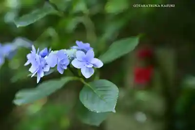 高幡不動尊　金剛寺(東京都)