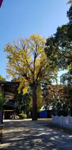 小向三輪神社の自然