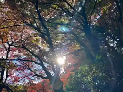 鰐淵寺(島根県)