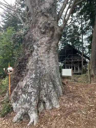 荒橿神社(栃木県)