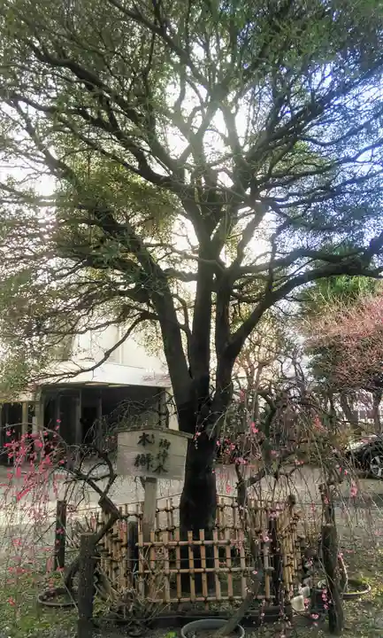 牛天神北野神社の自然