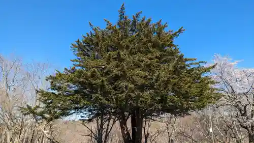 釧路神社の自然