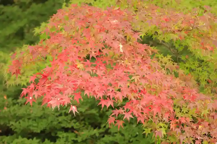 出雲大神宮(京都府)